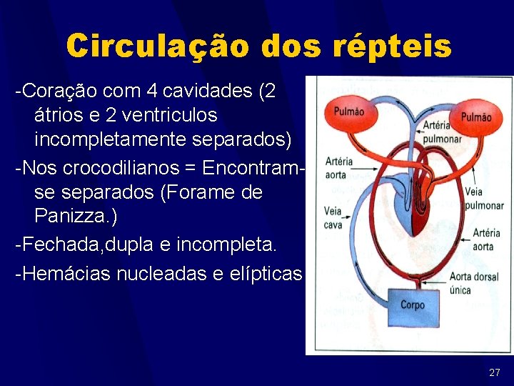 Circulação dos répteis -Coração com 4 cavidades (2 átrios e 2 ventriculos incompletamente separados)