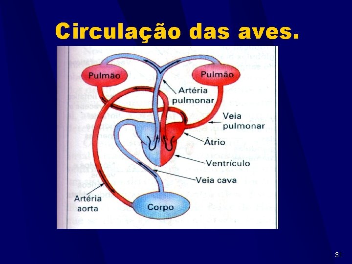 Circulação das aves. 31 