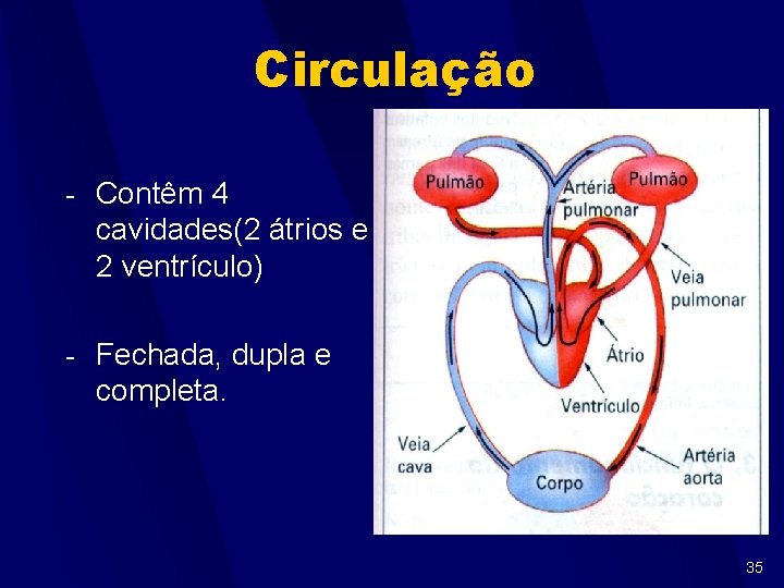Circulação - Contêm 4 cavidades(2 átrios e 2 ventrículo) - Fechada, dupla e completa.