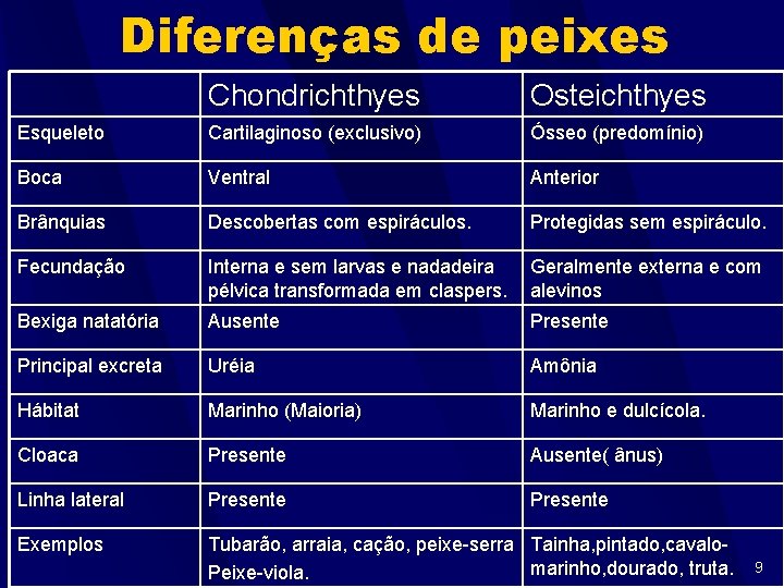 Diferenças de peixes Chondrichthyes Osteichthyes Esqueleto Cartilaginoso (exclusivo) Ósseo (predomínio) Boca Ventral Anterior Brânquias