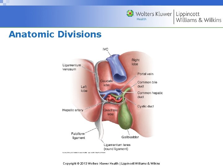 Anatomic Divisions Copyright © 2013 Wolters Kluwer Health | Lippincott Williams & Wilkins 