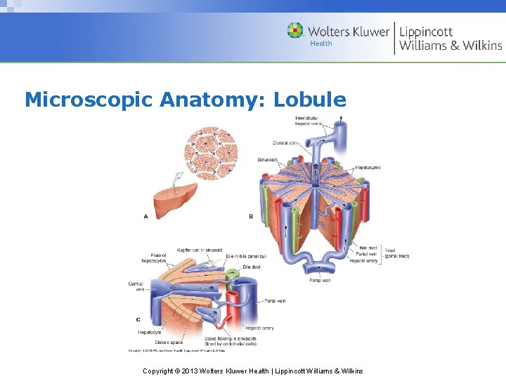 Microscopic Anatomy: Lobule Copyright © 2013 Wolters Kluwer Health | Lippincott Williams & Wilkins