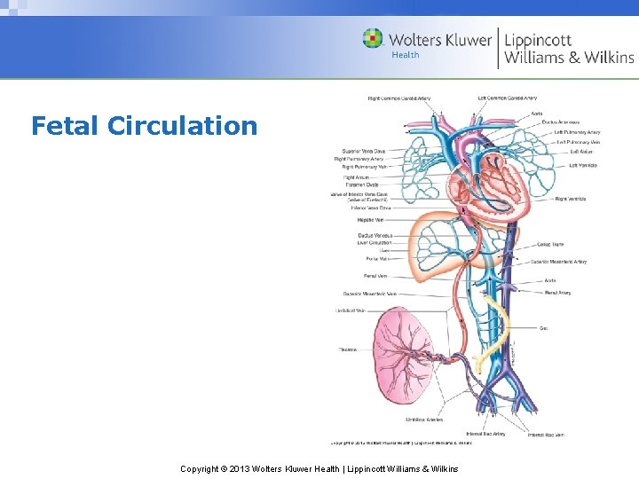 Fetal Circulation Copyright © 2013 Wolters Kluwer Health | Lippincott Williams & Wilkins 