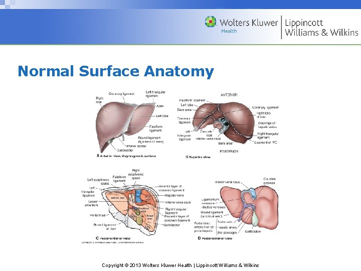 Normal Surface Anatomy Copyright © 2013 Wolters Kluwer Health | Lippincott Williams & Wilkins