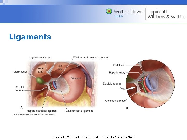 Ligaments Copyright © 2013 Wolters Kluwer Health | Lippincott Williams & Wilkins 
