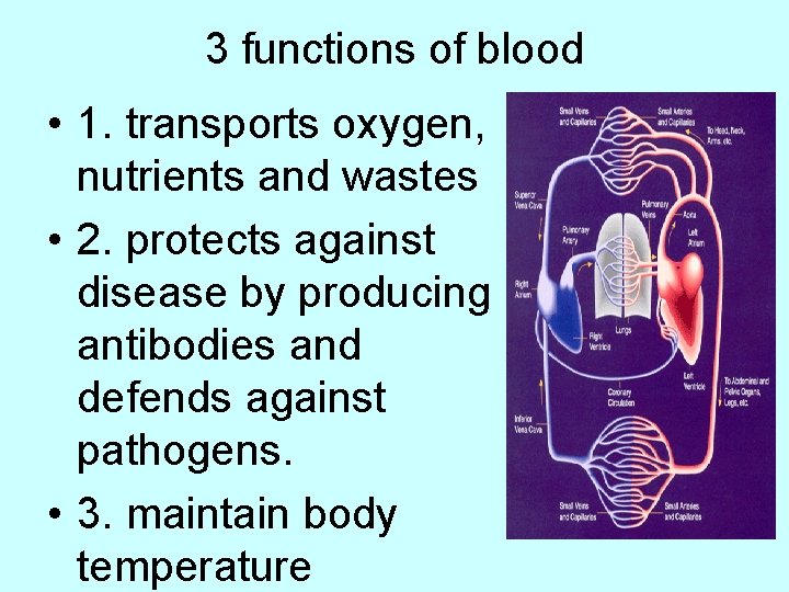3 functions of blood • 1. transports oxygen, nutrients and wastes • 2. protects