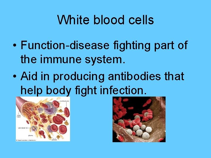 White blood cells • Function-disease fighting part of the immune system. • Aid in