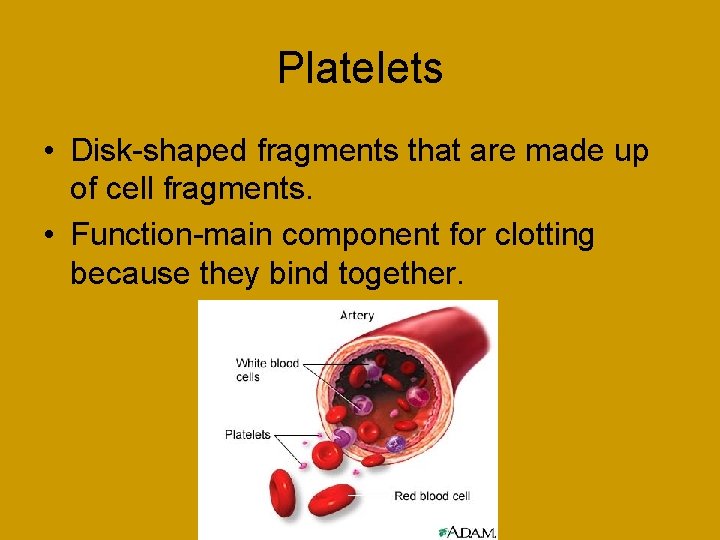 Platelets • Disk-shaped fragments that are made up of cell fragments. • Function-main component
