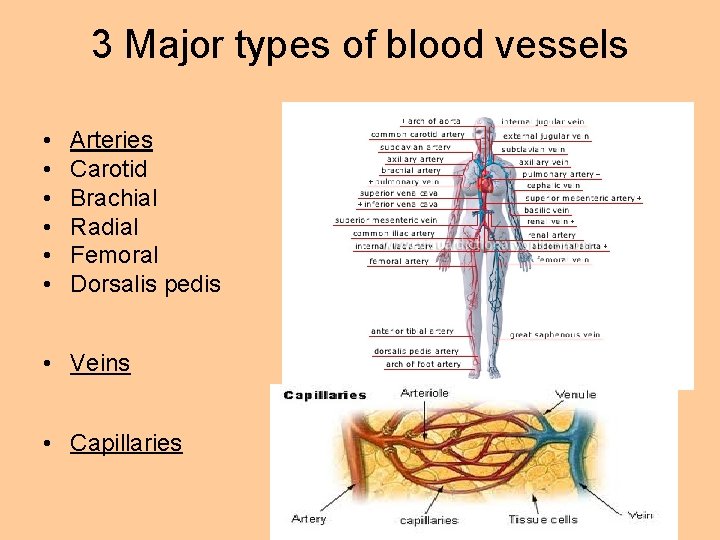 3 Major types of blood vessels • • • Arteries Carotid Brachial Radial Femoral