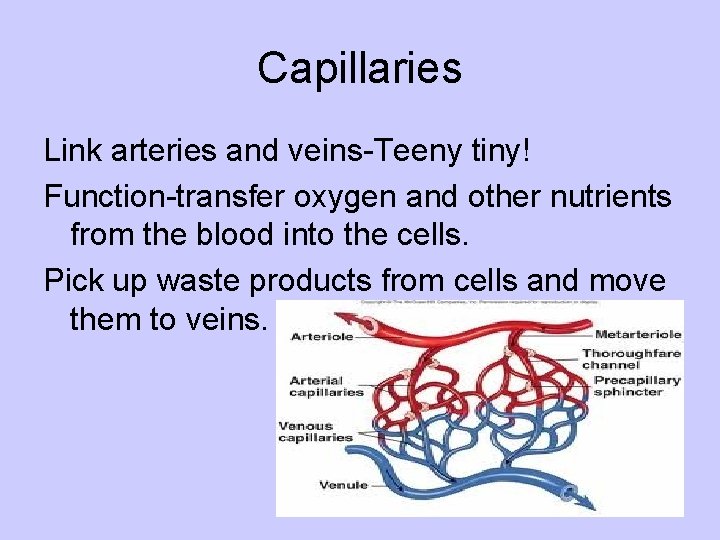 Capillaries Link arteries and veins-Teeny tiny! Function-transfer oxygen and other nutrients from the blood