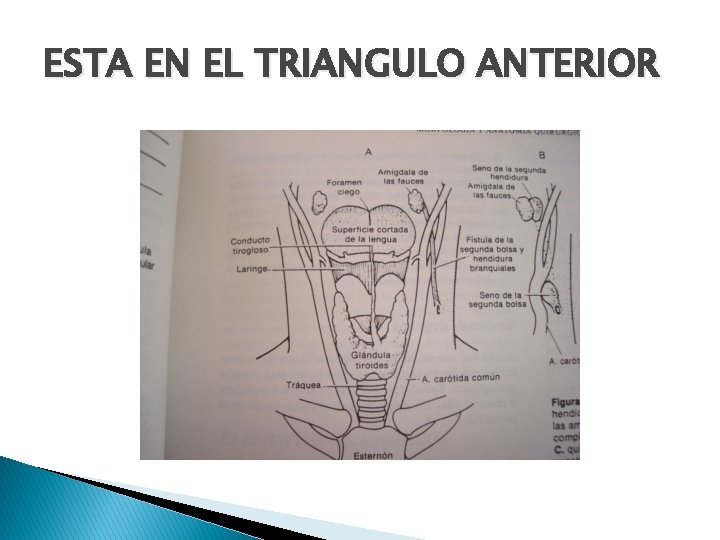 ESTA EN EL TRIANGULO ANTERIOR 