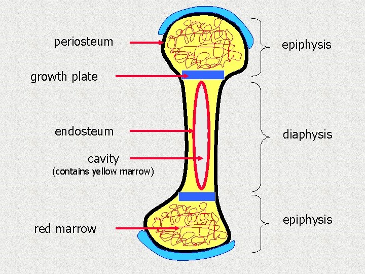 periosteum epiphysis growth plate endosteum diaphysis cavity (contains yellow marrow) red marrow epiphysis 