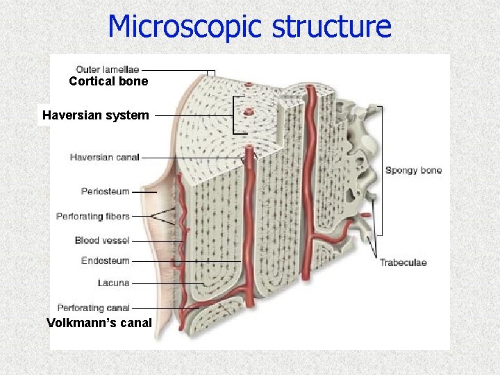 Microscopic structure Cortical bone Haversian system Volkmann’s canal 