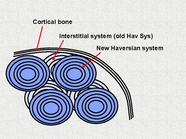 Cortical bone Interstitial system (old Hav Sys) New Haversian system 