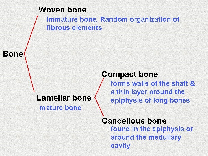 Woven bone immature bone. Random organization of fibrous elements Bone Compact bone Lamellar bone