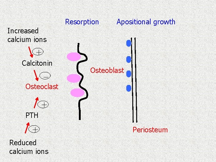 Resorption Apositional growth Increased calcium ions + Calcitonin _ Osteoblast Osteoclast + PTH +