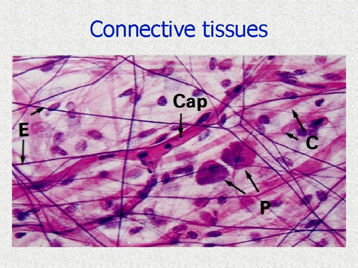Connective tissues 