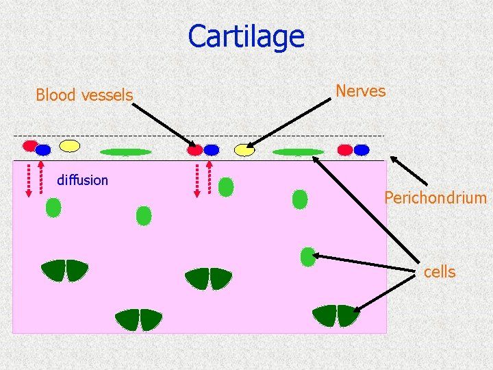 Cartilage Blood vessels diffusion Nerves Perichondrium cells 