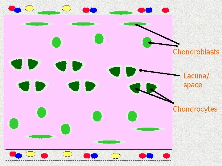 Chondroblasts Lacuna/ space Chondrocytes 