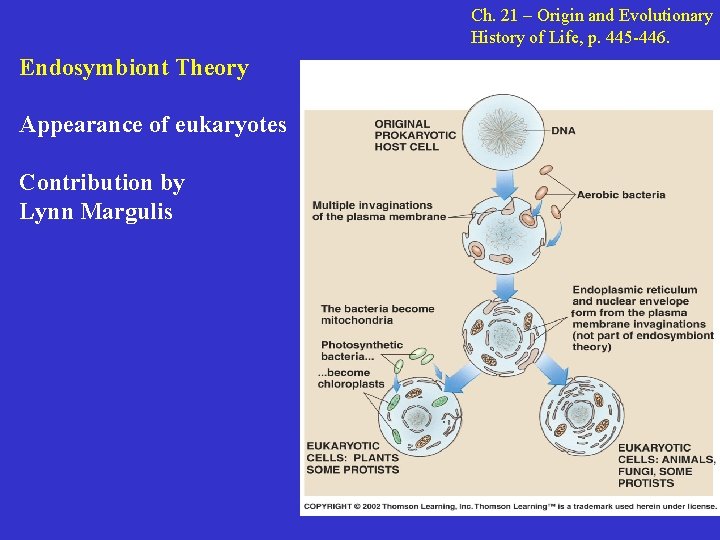 Ch. 21 – Origin and Evolutionary History of Life, p. 445 -446. Endosymbiont Theory
