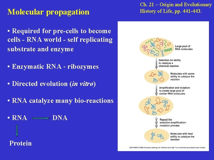 Molecular propagation • Required for pre-cells to become cells - RNA world - self