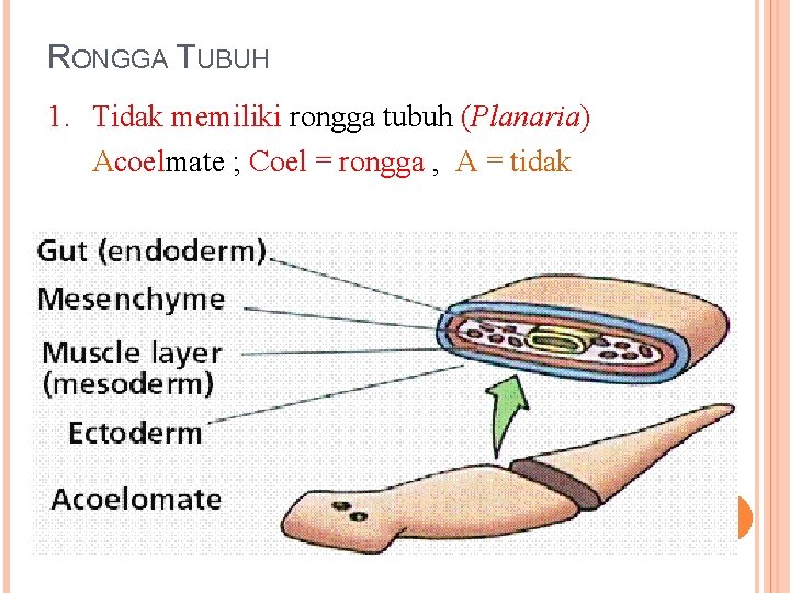 RONGGA TUBUH 1. Tidak memiliki rongga tubuh (Planaria) Acoelmate ; Coel = rongga ,