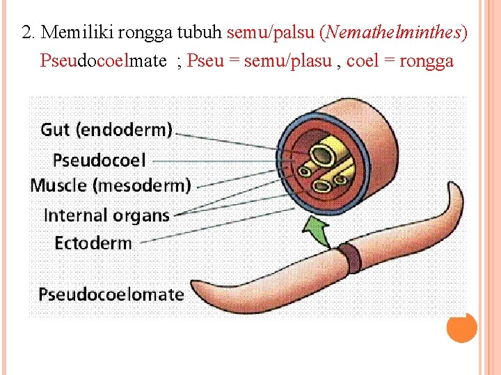 2. Memiliki rongga tubuh semu/palsu (Nemathelminthes) Pseudocoelmate ; Pseu = semu/plasu , coel =