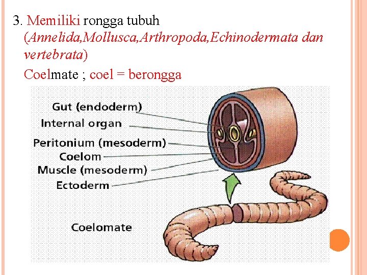 3. Memiliki rongga tubuh (Annelida, Mollusca, Arthropoda, Echinodermata dan vertebrata) Coelmate ; coel =