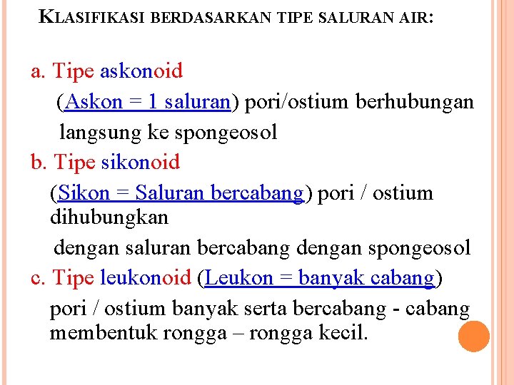 KLASIFIKASI BERDASARKAN TIPE SALURAN AIR: a. Tipe askonoid (Askon = 1 saluran) pori/ostium berhubungan