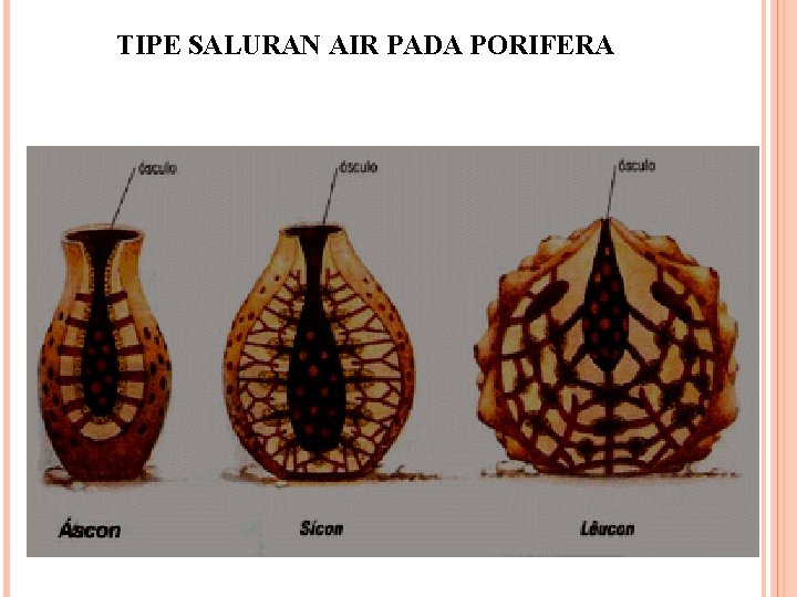 TIPE SALURAN AIR PADA PORIFERA 