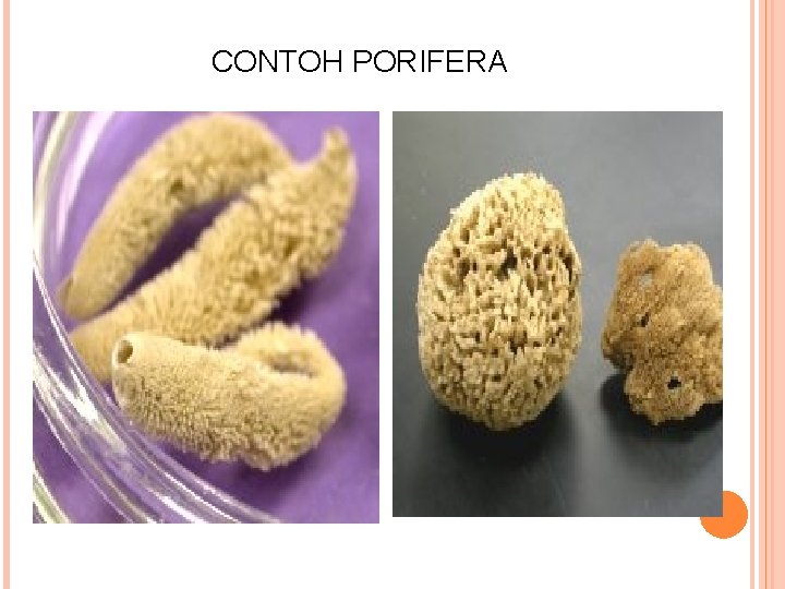 CONTOH PORIFERA 
