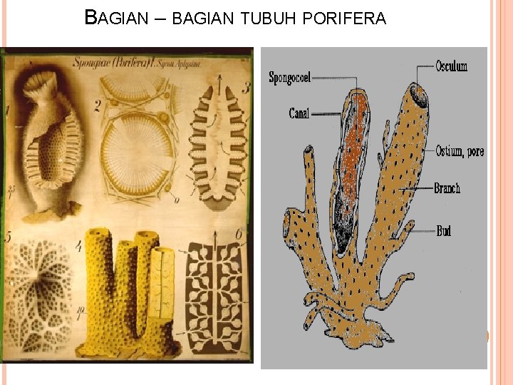 BAGIAN – BAGIAN TUBUH PORIFERA 