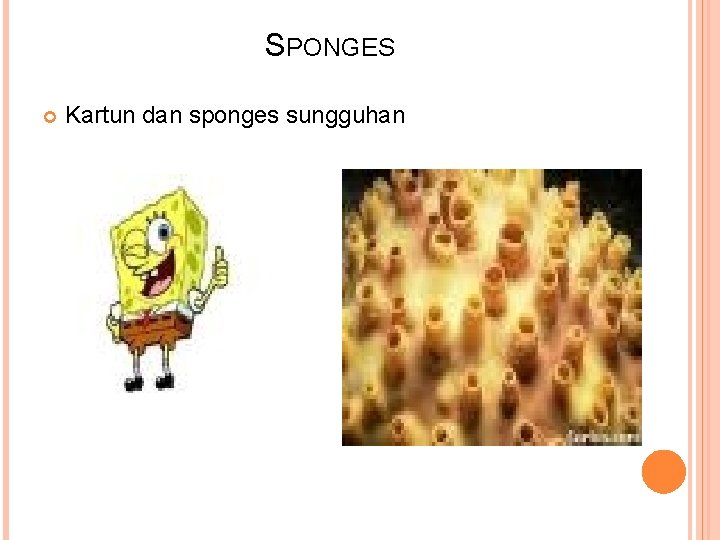 SPONGES Kartun dan sponges sungguhan 