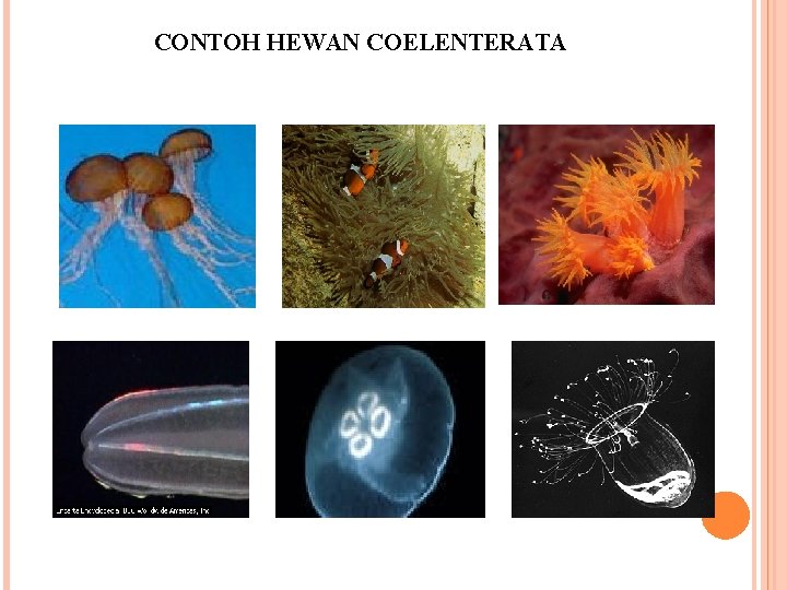 CONTOH HEWAN COELENTERATA 