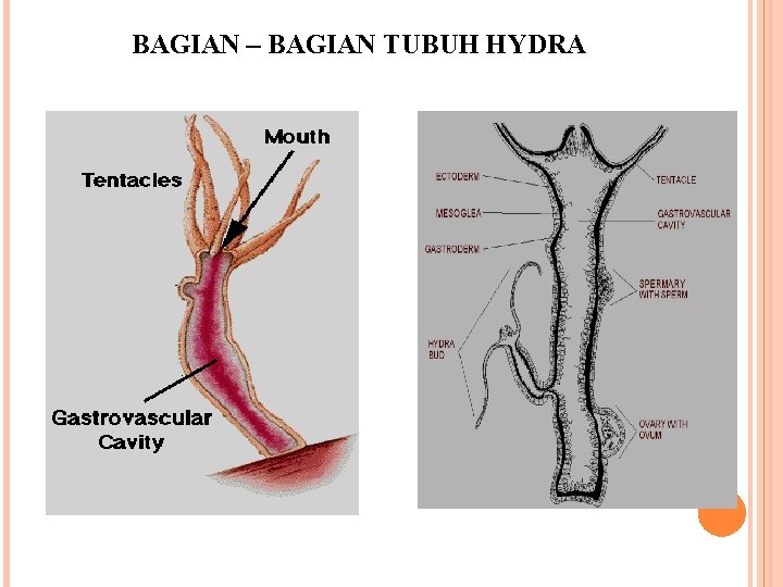 BAGIAN – BAGIAN TUBUH HYDRA 