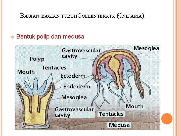 BAGIAN-BAGIAN TUBUH COELENTERATA (CNIDARIA) v Bentuk polip dan medusa 
