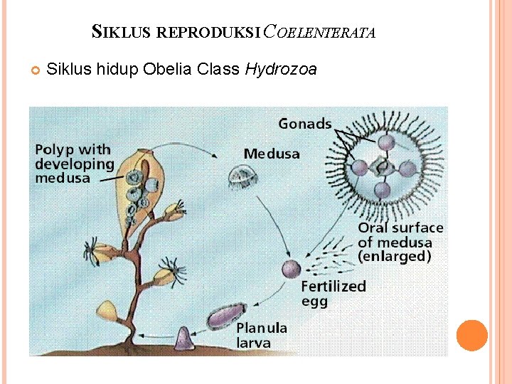 SIKLUS REPRODUKSI COELENTERATA Siklus hidup Obelia Class Hydrozoa 