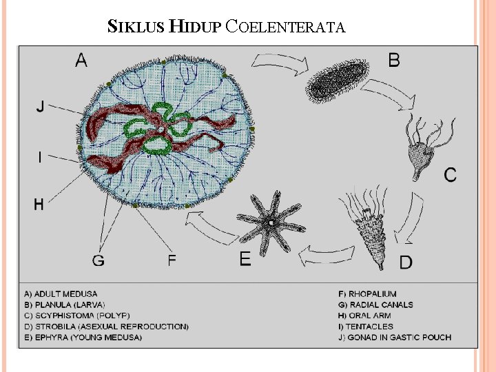 SIKLUS HIDUP COELENTERATA 