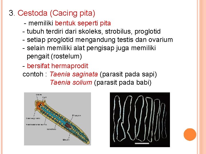 3. Cestoda (Cacing pita) - memiliki bentuk seperti pita - tubuh terdiri dari skoleks,