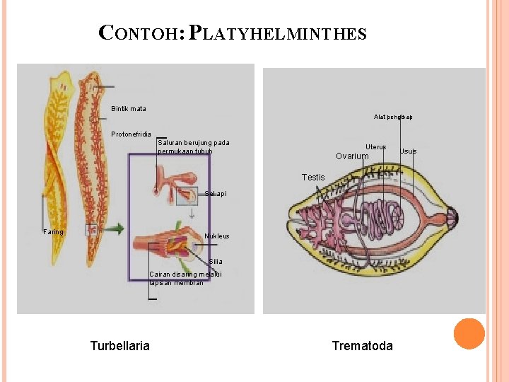 CONTOH: PLATYHELMINTHES Bintik mata Alat pengisap Protonefridia Saluran berujung pada permukaan tubuh Uterus Ovarium