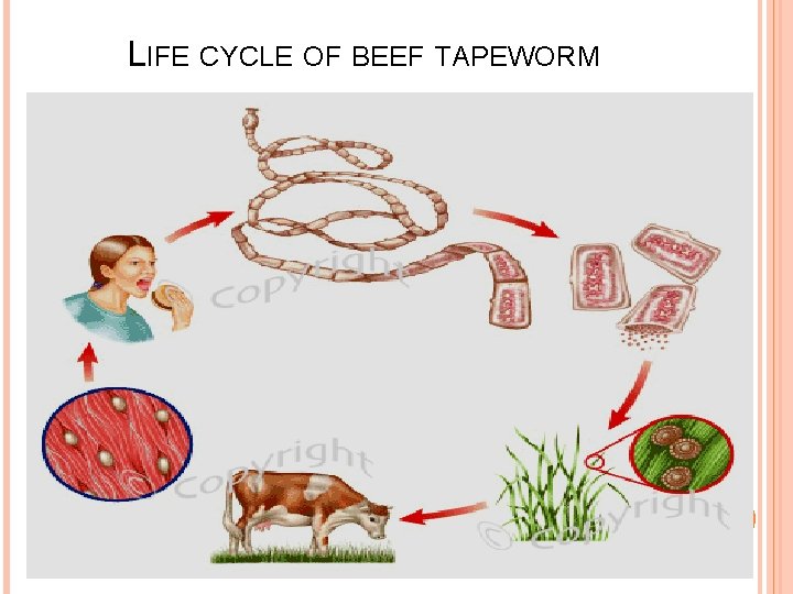LIFE CYCLE OF BEEF TAPEWORM 