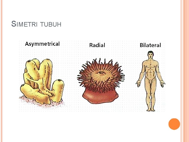 SIMETRI TUBUH 