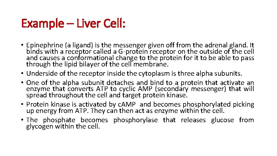 Example – Liver Cell: • Epinephrine (a ligand) is the messenger given off from