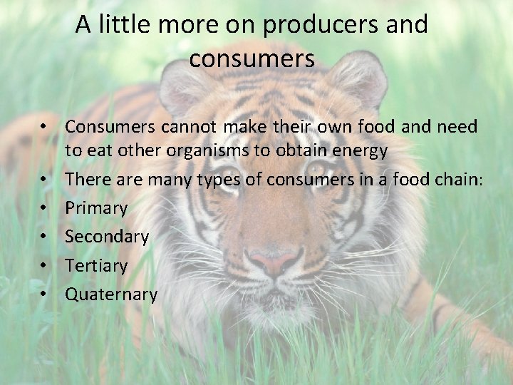 A little more on producers and consumers • Consumers cannot make their own food
