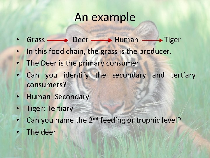 An example • • Grass Deer Human Tiger In this food chain, the grass