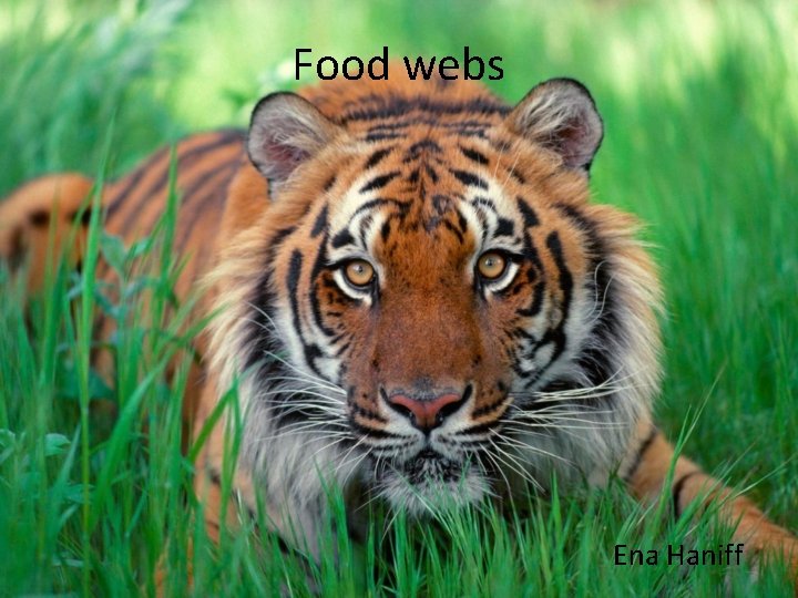 Food webs Ena Haniff 
