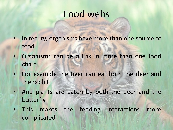 Food webs • In reality, organisms have more than one source of food •