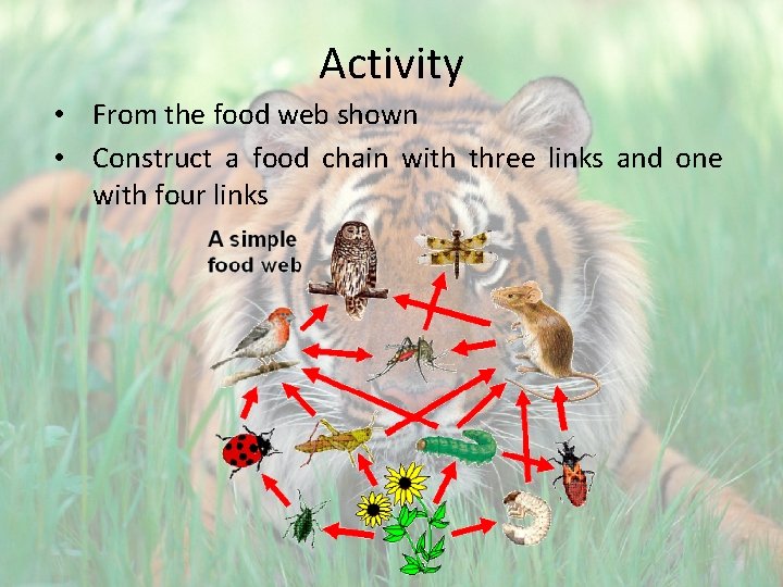 Activity • From the food web shown • Construct a food chain with three