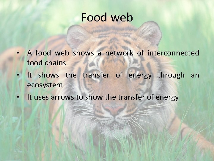 Food web • A food web shows a network of interconnected food chains •