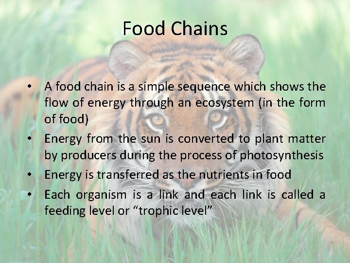 Food Chains • A food chain is a simple sequence which shows the flow
